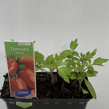 Load image into Gallery viewer, Tomato Roma Seedlings 2
