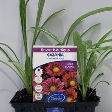 Load image into Gallery viewer, Gazania Sunseeker Rose Seedlings
