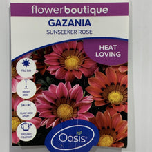 Load image into Gallery viewer, Gazania Sunseeker Rose Seedlings
