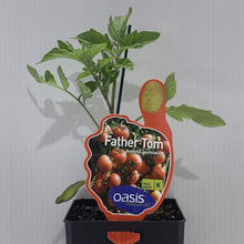 Load image into Gallery viewer, Tomato Father Tom 100mm
