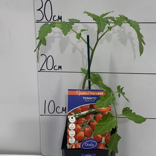 Tomato Truss Plum 125mm