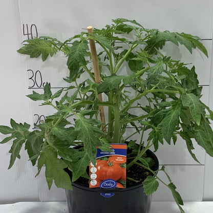 Tomato Grosse Lisse 200mm