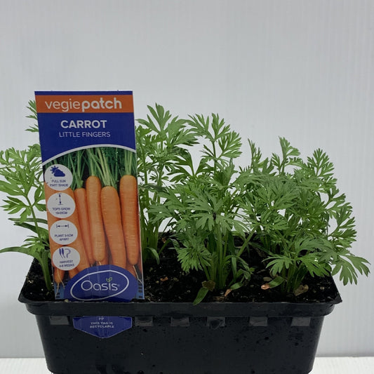 Carrot Little Fingers Seedlings