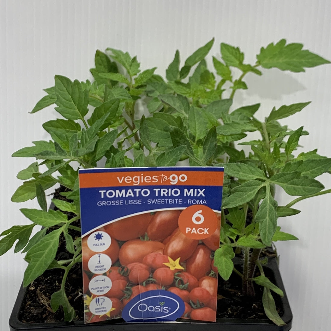 Tomato Trio Seedling 6pk