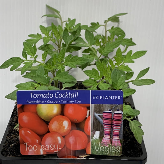 Tomato Cocktail seedling 6pk