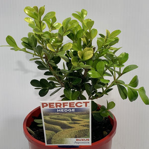 Buxus japonica 140mm