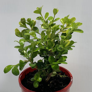 Buxus japonica 140mm