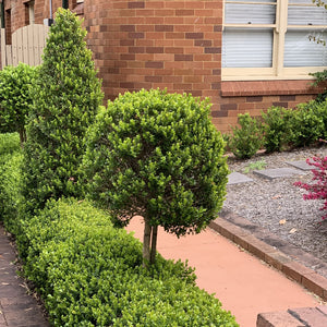 Buxus japonica 140mm