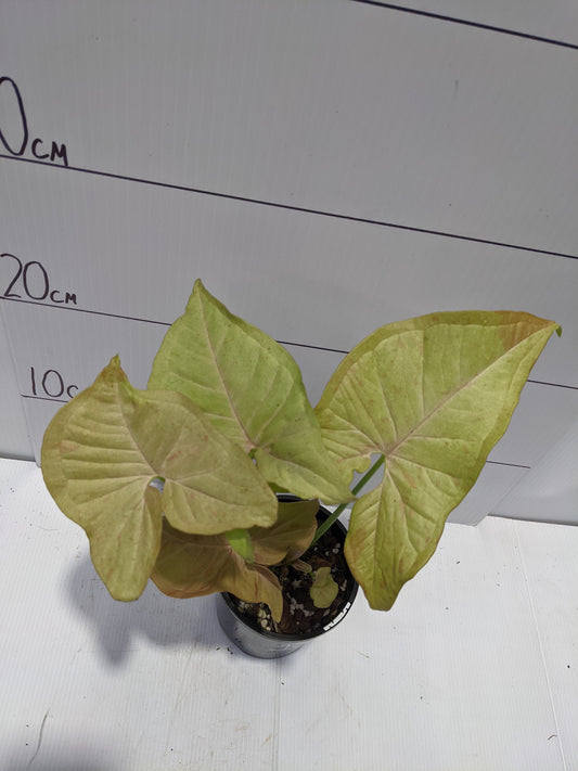 Syngonium Pink Spot 1, photo 2