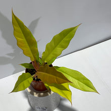 Load image into Gallery viewer, Philodendron Ring of Fire Aurea 80mm No 1
