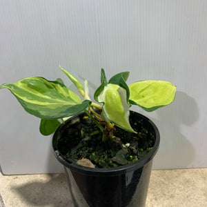 Philodendron Cream Splash