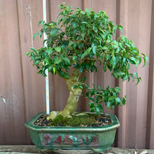 Load image into Gallery viewer, Bonsai Zig Fig
