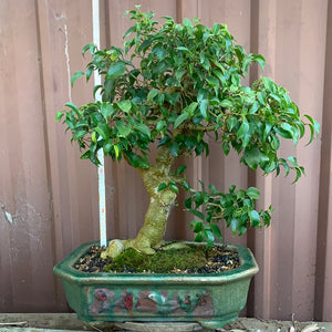 Bonsai Zig Fig