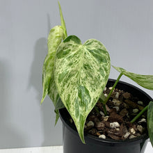 Load image into Gallery viewer, Philodendron hederaceum var oxycardium variegated
