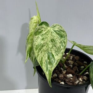 Philodendron hederaceum var oxycardium variegated