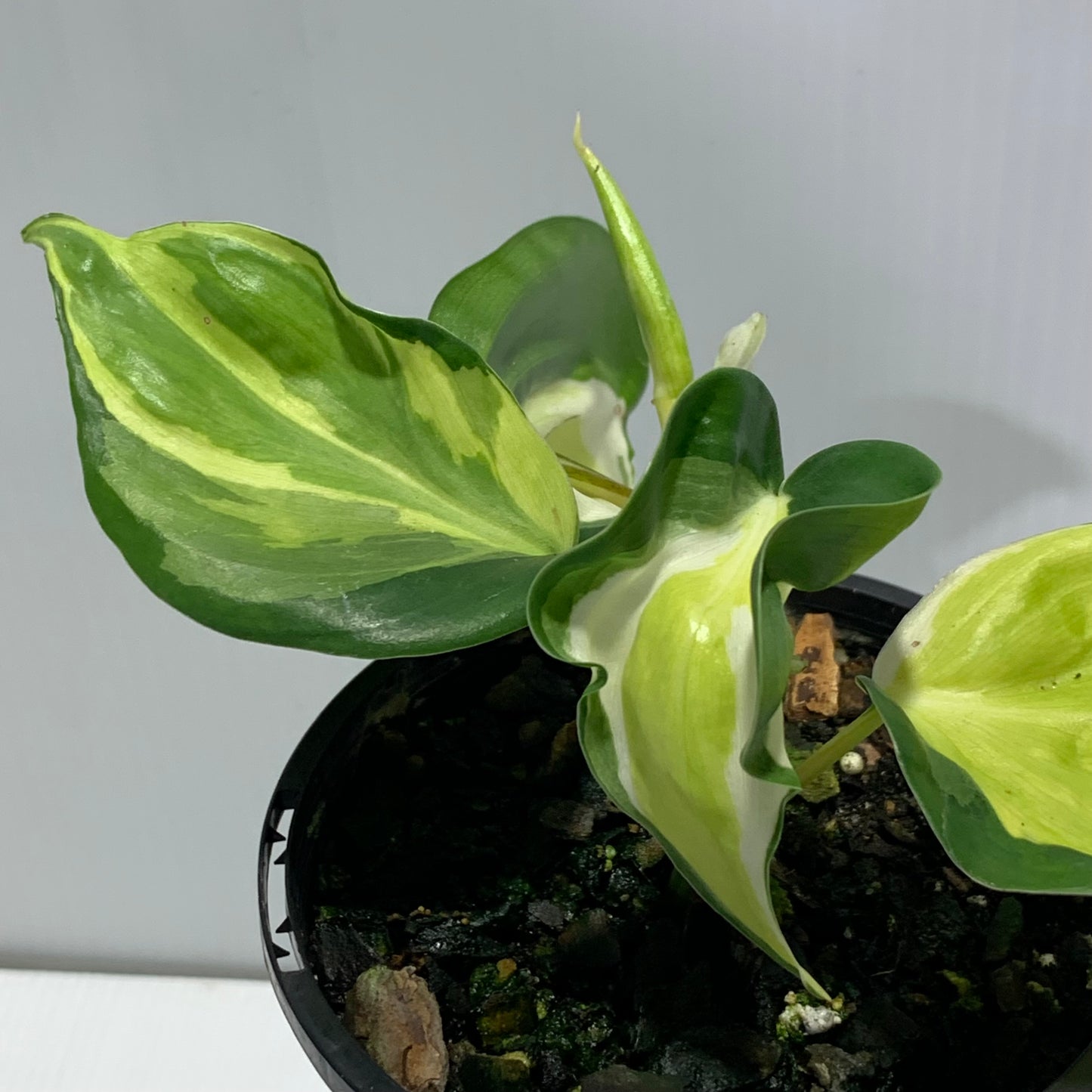 Philodendron Cream Splash