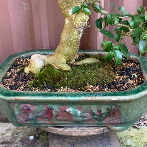 Bonsai Zig Fig