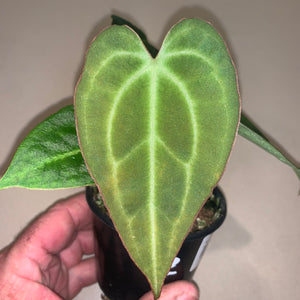 Anthurium crystalline hybrid no 1