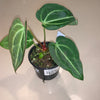 Anthurium crystalline hybrid no 1