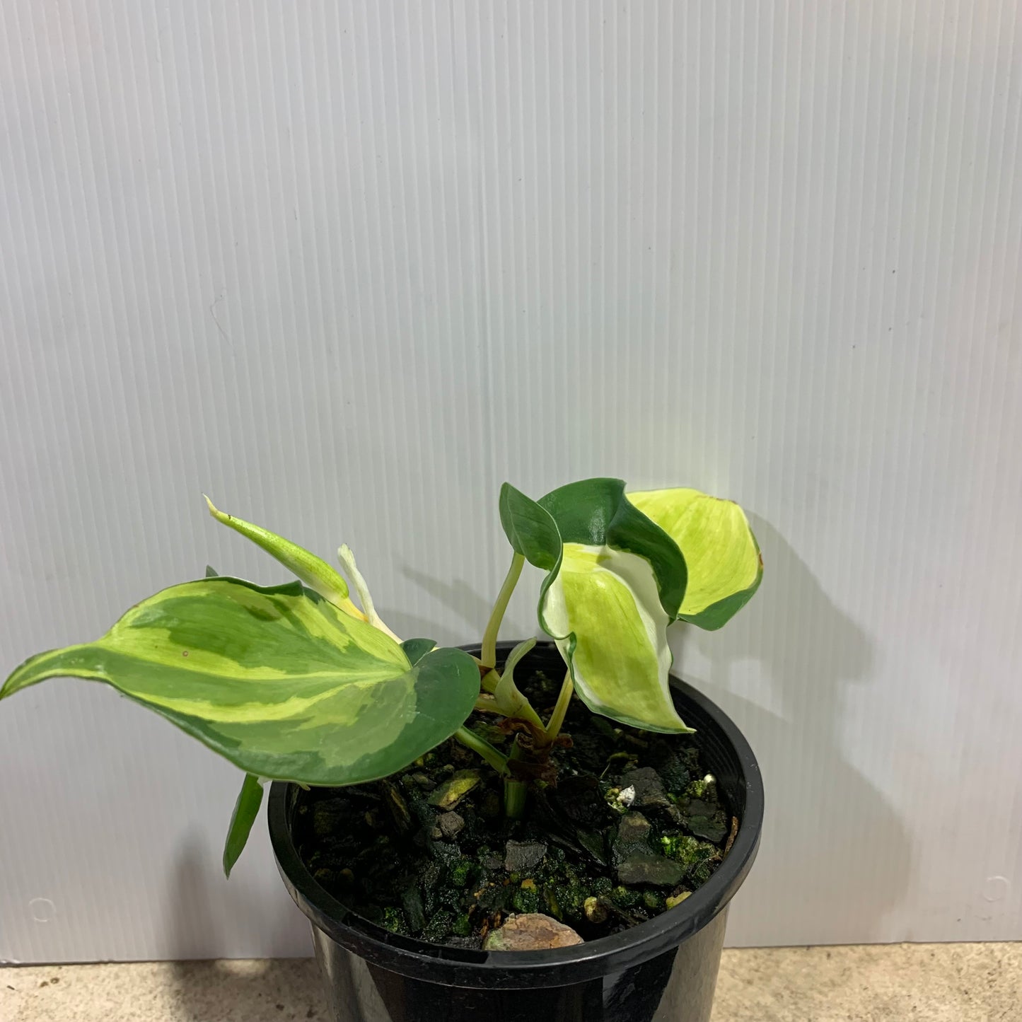 Philodendron Cream Splash