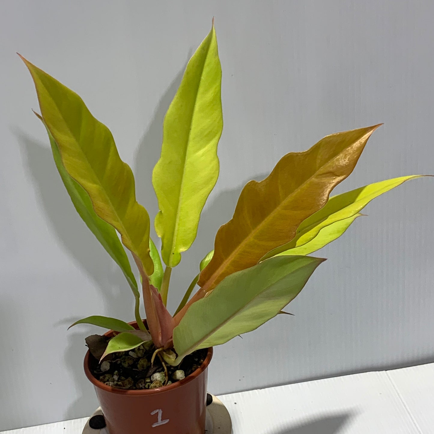 Philodendron Ring of Fire Aurea 80mm No 1