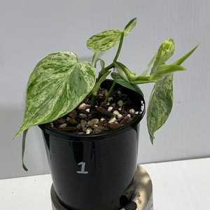 Philodendron hederaceum var oxycardium variegated