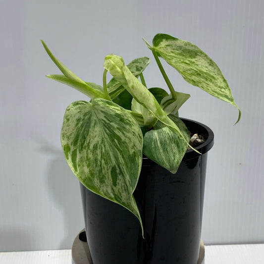 Philodendron hederaceum var oxycardium variegated