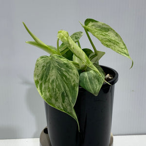 Philodendron hederaceum var oxycardium variegated