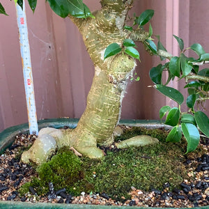 Bonsai Zig Fig